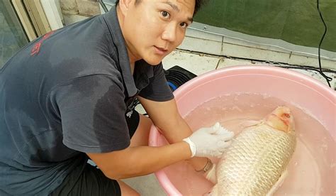 online fish vet